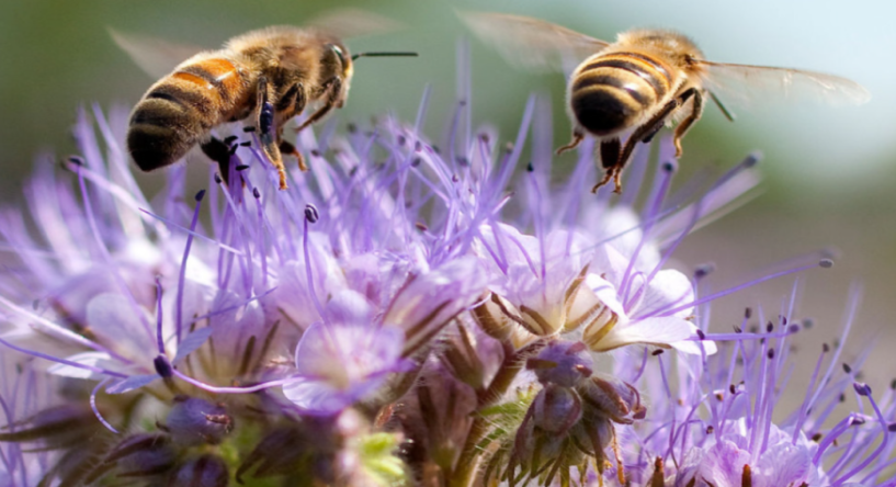 It Takes an Ecosystem